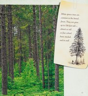 Front cover of A walk in the boreal forest by Rebecca L. Johnson