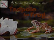 Cover of Tadpole to frog by American Museum of Natural History