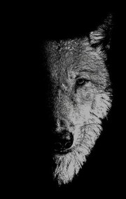 Front cover of In the Company of Wolves by Sam George