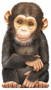 Cover of Little Chimp by L. Rigo