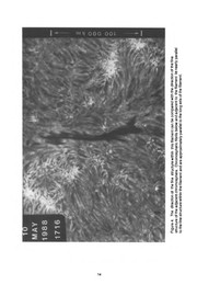 Front cover of Dynamics of Quiescent Prominences by IAU Colloquium (117th 1989 Hvar, Yugoslavia)